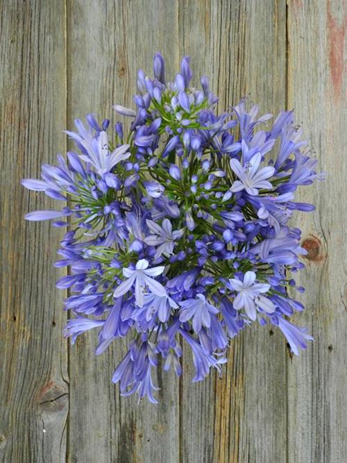  BLUE AGAPANTHUS